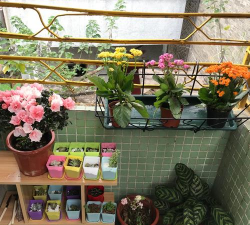 家庭养花用生根粉