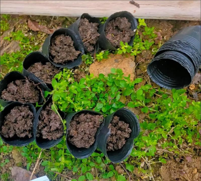 家庭养花用生根粉