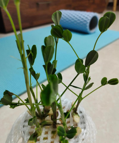 家庭养花用生根粉