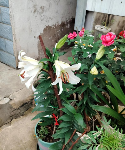 家庭养花用生根粉