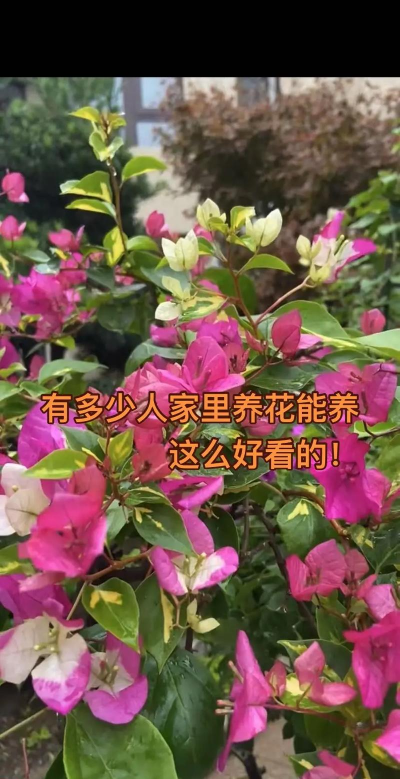 有多少家庭养花的人