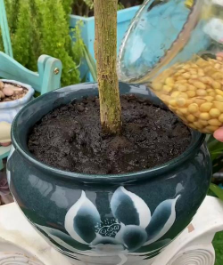 家庭养花用生根粉