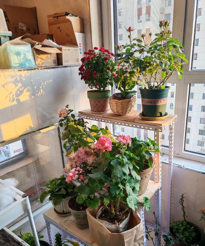 家庭养花用生根粉