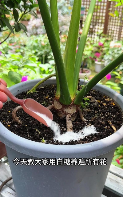 家庭养花用生根粉