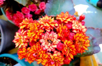 家庭养花用生根粉