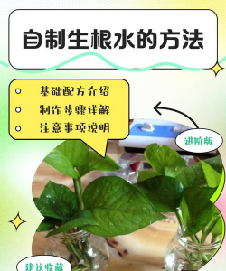 家庭养花用生根粉