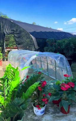 家庭养花用生根粉