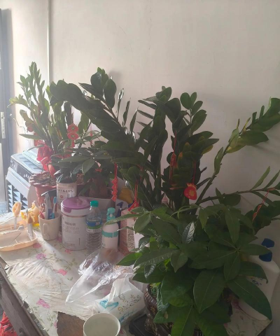 家庭养花用生根粉