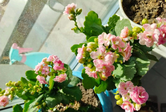 家庭养花用生根粉