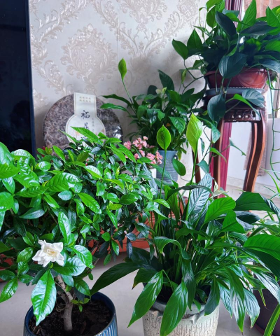 家庭养花用生根粉