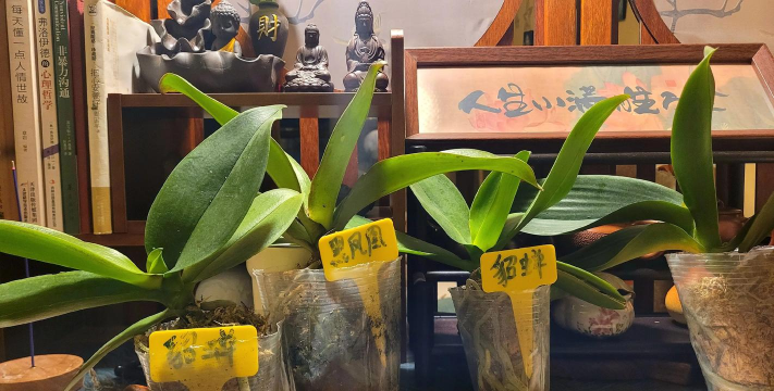 家庭养花用生根粉