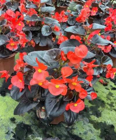 热水养花大鱼海棠