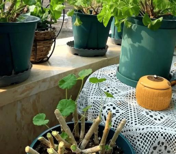 家庭养花用生根粉