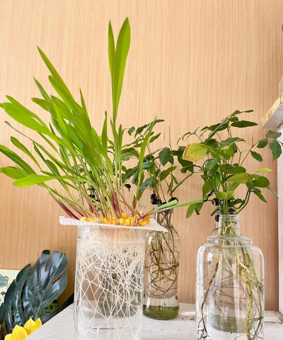 家庭养花用生根粉