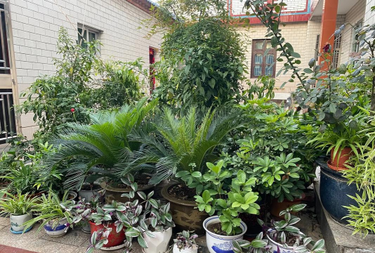 家庭养花用生根粉