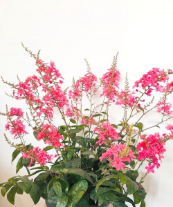 红雪花好养花卉