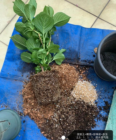 家庭养花用生根粉