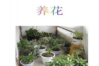 家庭养花用生根粉