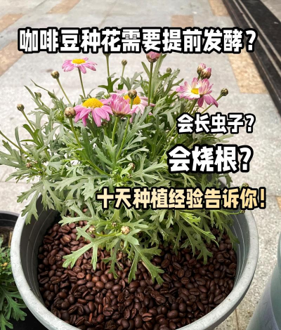 过期咖啡豆 养花