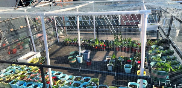 自己家里养花自制大棚