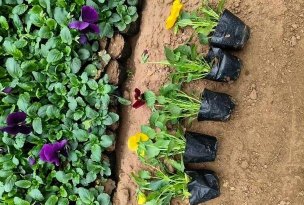 家庭养花用生根粉