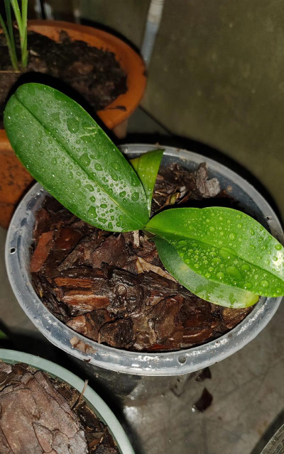 松树皮养花用多久