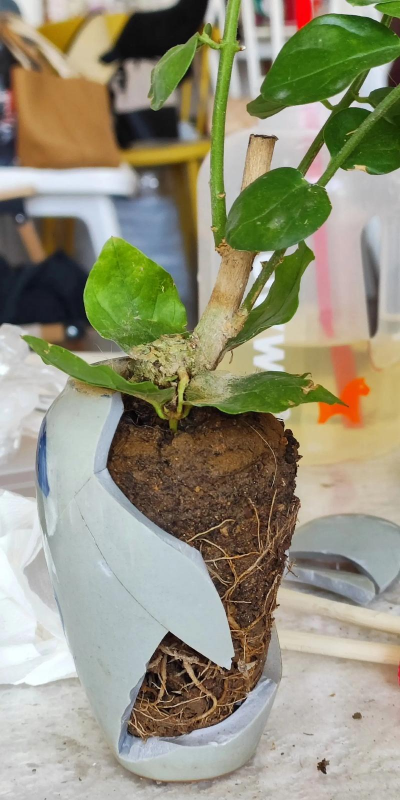 家庭养花用生根粉