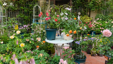 家庭养花用生根粉