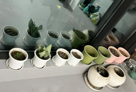 家庭养花用生根粉