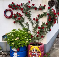 玫瑰花怎么养才不会枯萎，掌握浇水施肥技巧，轻松延长花期