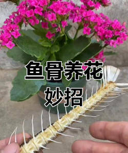 玫瑰花怎么养才不会枯萎，掌握浇水施肥技巧，轻松延长花期