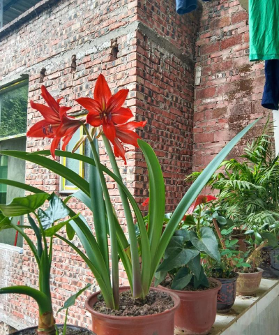 家庭养花用生根粉