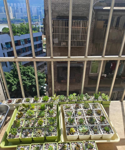 家庭养花用生根粉