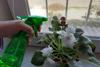 家庭养花用生根粉