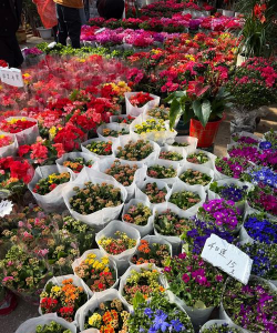 家庭养花用生根粉