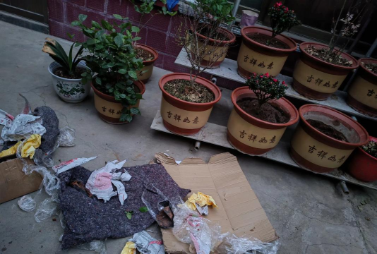 家庭养花用生根粉