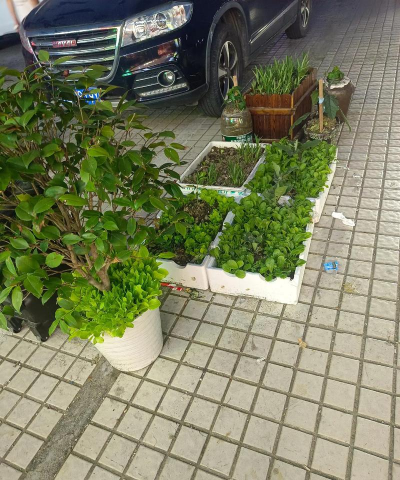 家庭养花用生根粉