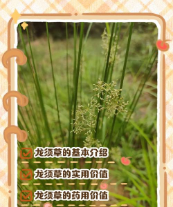 龙须是什么药别名