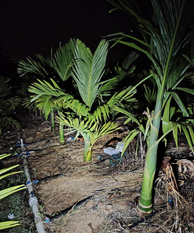 种槟榔怎么浇水