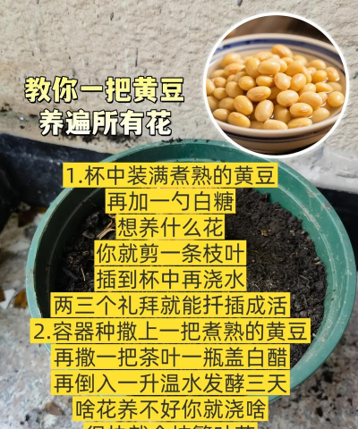 家庭养花用生根粉