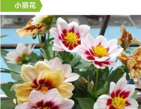 稀土元素养花 稀土元素养花