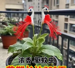 家庭养花用生根粉