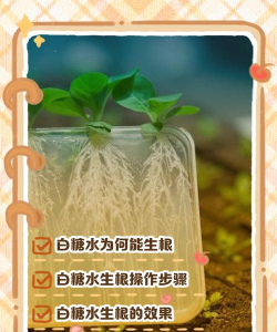 家庭养花用生根粉