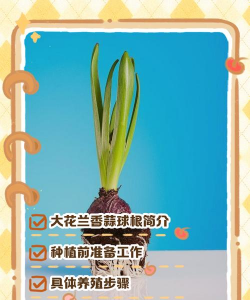 大蒜根可以养花吗