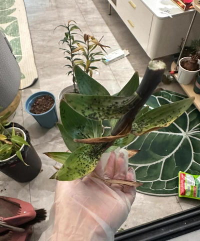 家庭养花用生根粉