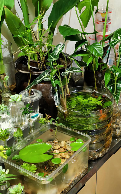 家庭养花用生根粉