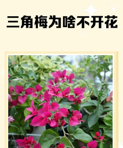 什么花早上不开花