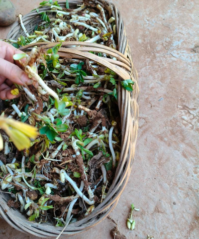 家庭养花用生根粉