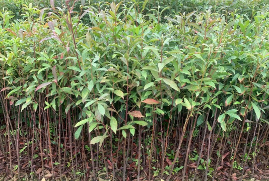 如何养护好杜英树