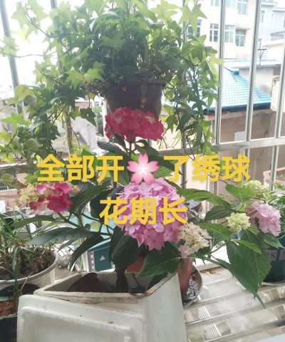 家庭养花用生根粉